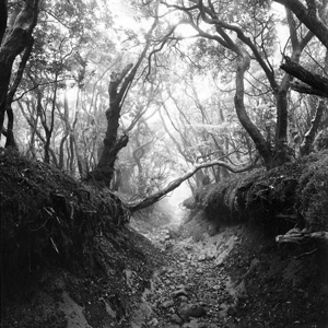 岡田　満　写真集「追いつめられたブナ原生林の輝き」