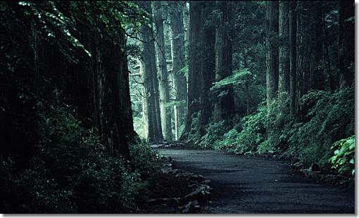 杉並木（箱根）（「東海道」1990年）